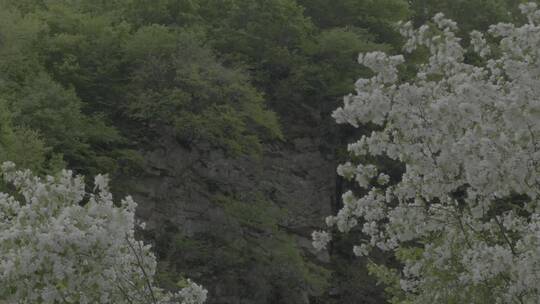 山丁子花LOG