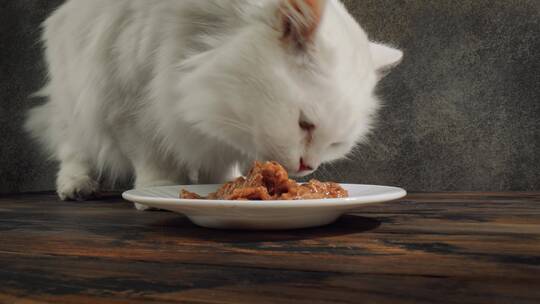 猫吃猫粮视频素材模板下载