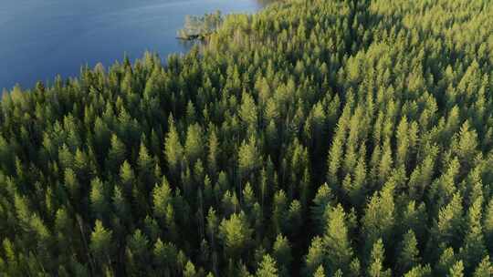 在芬兰一个阳光明媚的日子里，波罗的海旁边的一片大森林里的绿色针叶树。无人机