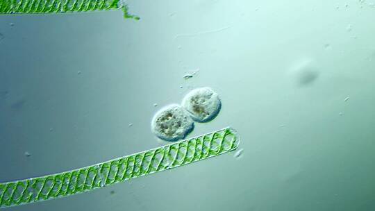微生物原生生物光学显微镜实拍8视频素材模板下载