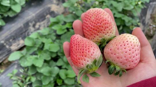 草莓园摘草莓