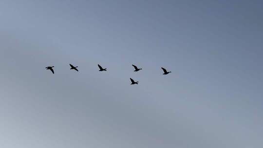 山东黄河口候鸟迁徙