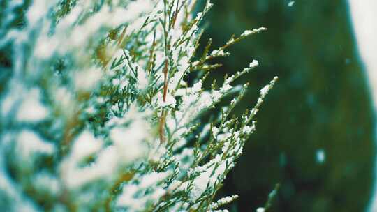 特写落满雪花的松枝