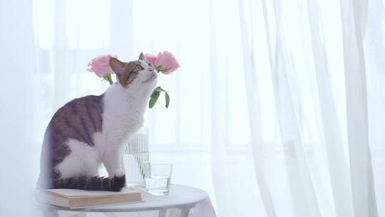 唯美宠物猫咪与玫瑰花可商用视频素材模板下载