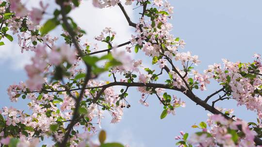 春天苹果花蜜蜂飞舞视频素材模板下载