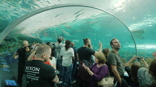 水族馆欣赏鲨鱼的游客视频素材模板下载