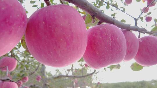 洛川苹果种植