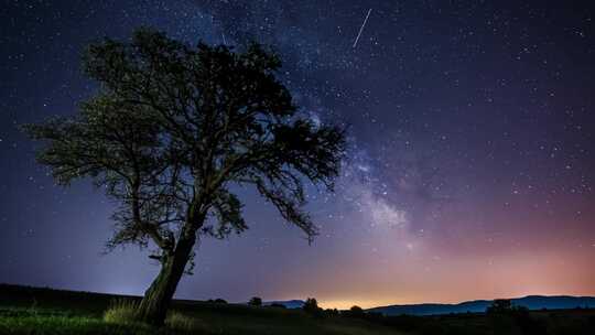 树，天空，星星，夜晚