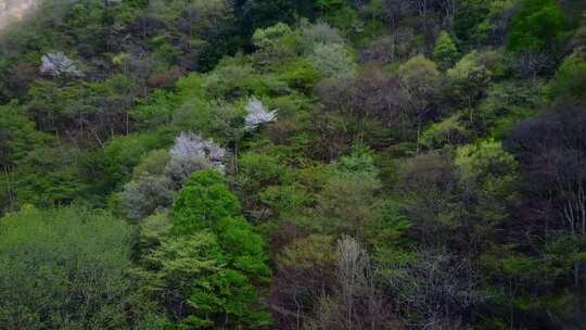 雨后贵州大山森林云雾树林溪流生态