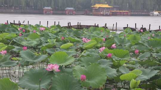 济南夏季大明湖，雨中荷花盛开娇艳醉人