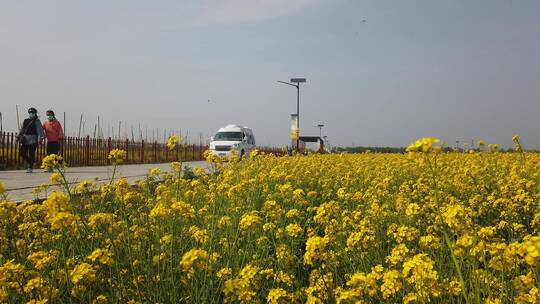 济南龙山平陵古城油菜花基地，春季油菜花田