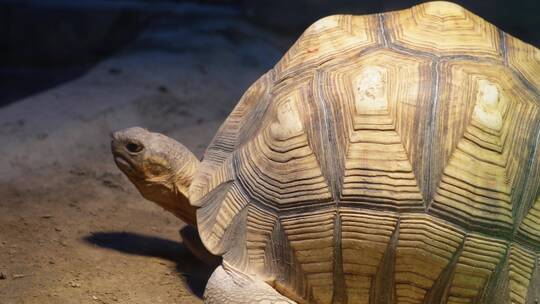 爬行动物象龟宠物龟长寿坚硬外壳