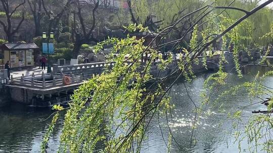 济南春天的护城河,河边的植物