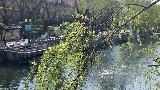 济南春天的护城河,河边的植物视频素材模板下载