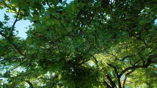 阳光树荫大树下仰拍仰视光线透过树枝枫香树