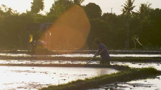 日落时分在稻田里跟踪农场工人的镜头