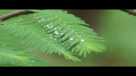 清晨露水在树叶上特写水滴