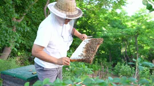 养蜂人蜂农采蜂蜜