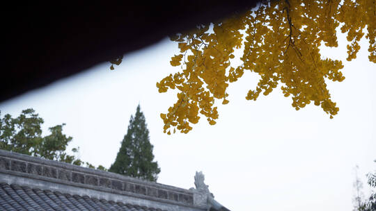 秋天 银杏 树 唯美 空镜头