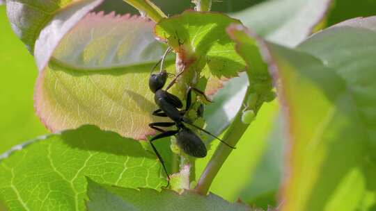 大黑蚂蚁在阳光绿叶下爬行的慢动作特写