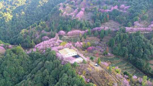 山林中被粉花环绕的房屋风景樱花