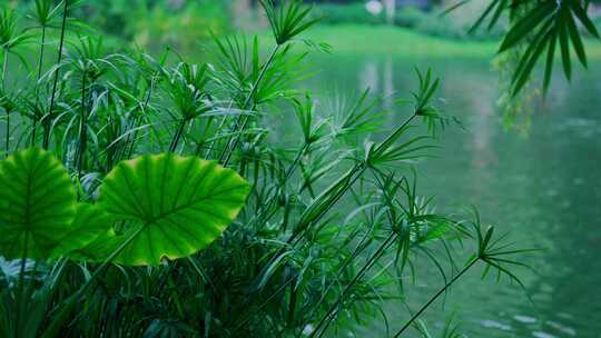 湖泊植物风景