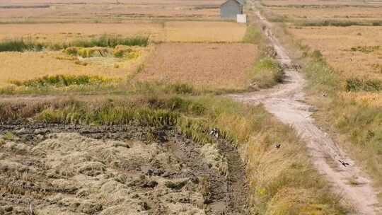 野外喜鹊飞 田园风光 金秋时节 乡间风景