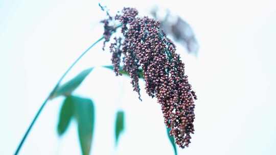 贵州茅台红缨子高粱丰收量产种植基地