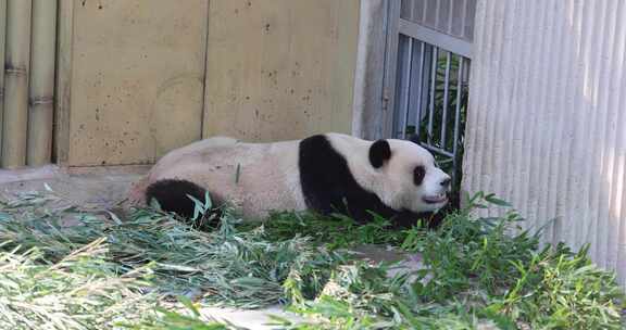 可爱的国宝大熊猫渝可