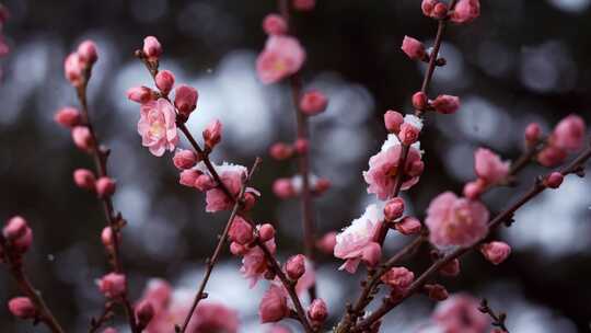 5K-雪中寒梅，寒梅怒放，红梅，腊梅盛开