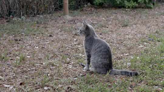 花园里的猫白天会被鸟分心