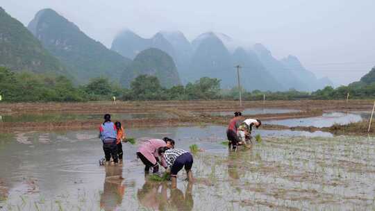 农民在水田中弯腰插秧的场景