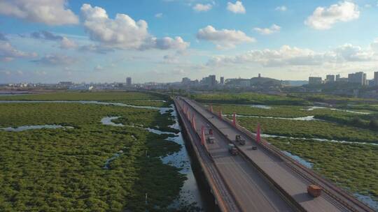 大桥横跨红树林