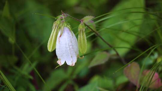 草原野花