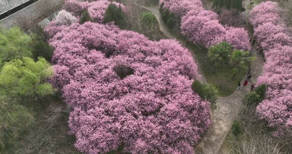 洛阳植物园樱花万物复苏春天公园道路航拍