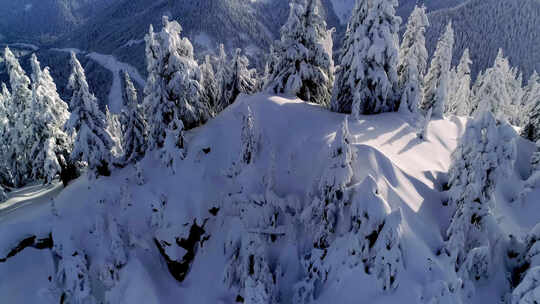 雪山树林积雪