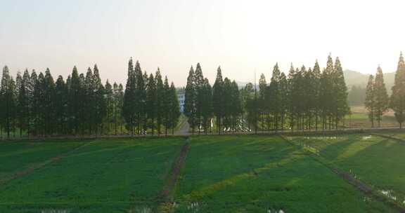 初夏江南田园一排水杉光影风光