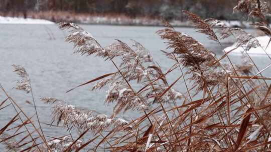 雪后湖水边随风飘荡的芦苇