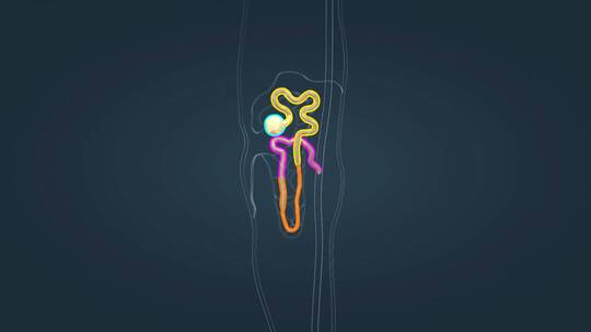 医学肾单位肾脏肾功能肾组织肾小球肾小囊视频素材模板下载