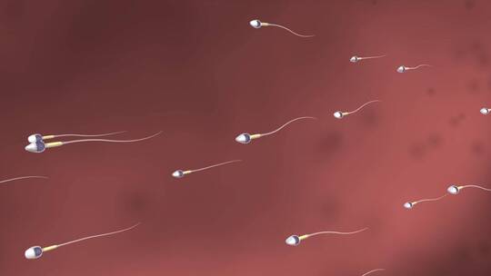 医学人体细胞精子卵子受精过程精子结构动画视频素材模板下载