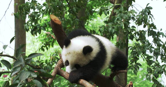 可爱的大熊猫幼崽在爬树玩耍