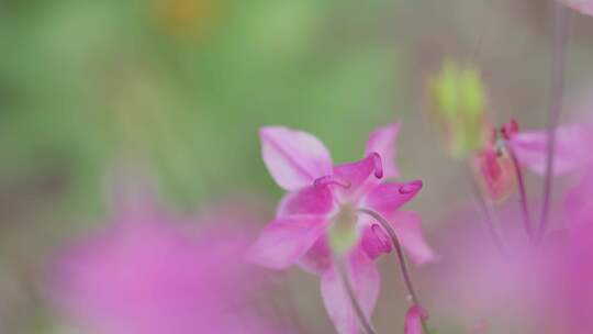 花，花园，春天，开花