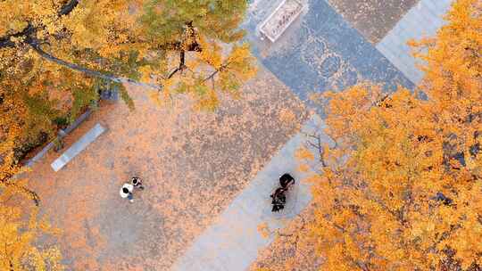 航拍平顶山文殊寺银杏