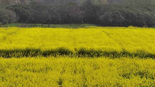 4K航拍春天油菜花田视频素材