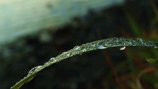 叶子上的水滴 雨中植物 雨点落在绿色植物上