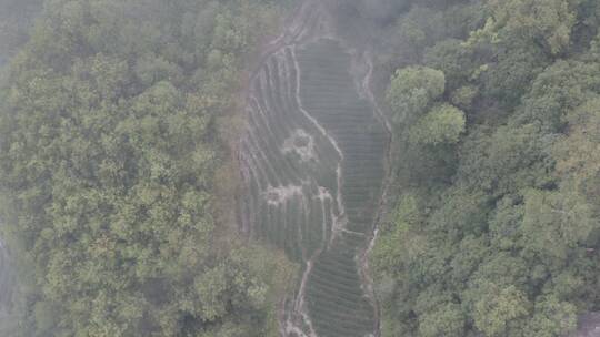 武夷山日出云海