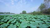 武汉江夏区汤逊湖壹号湿地公园高清在线视频素材下载