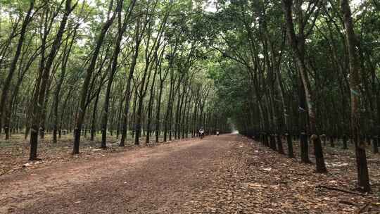 骑自行车的人经过橡胶树种植园内的一条路