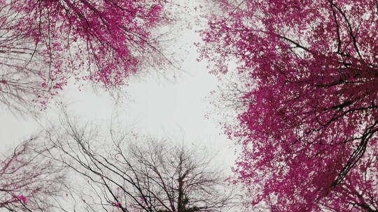 春天开紫色花的树视频素材模板下载