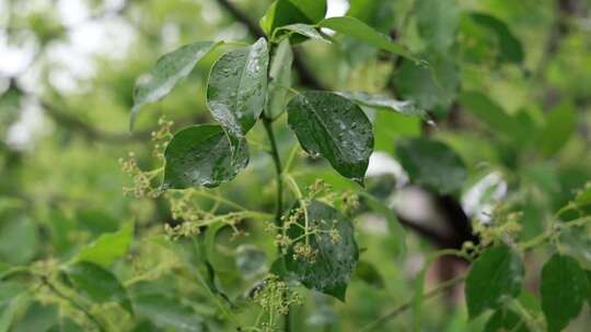 升格慢镜头夏季风雨中飘摇的香樟树绿色树叶